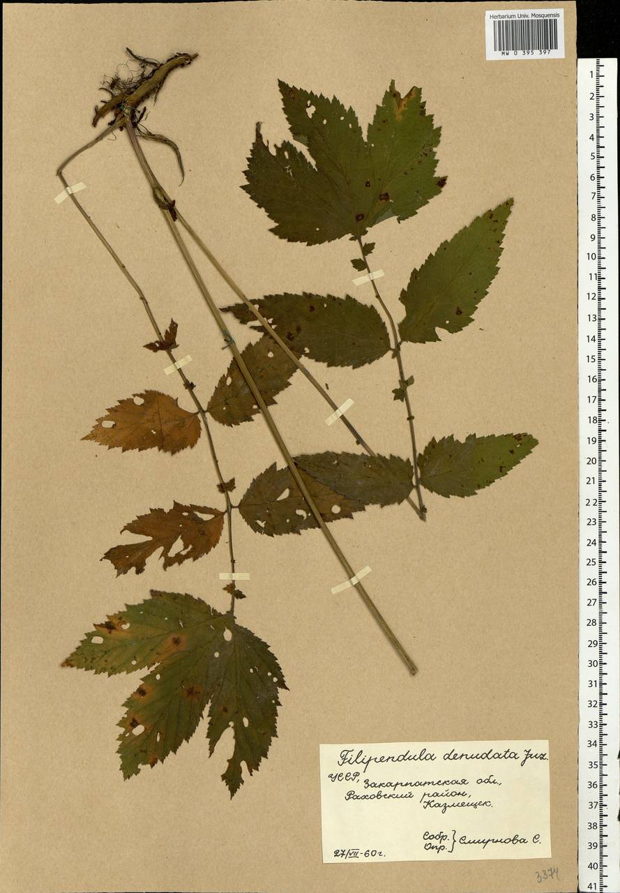 Filipendula ulmaria (L.) Maxim., Eastern Europe, West Ukrainian region (E13) (Ukraine)