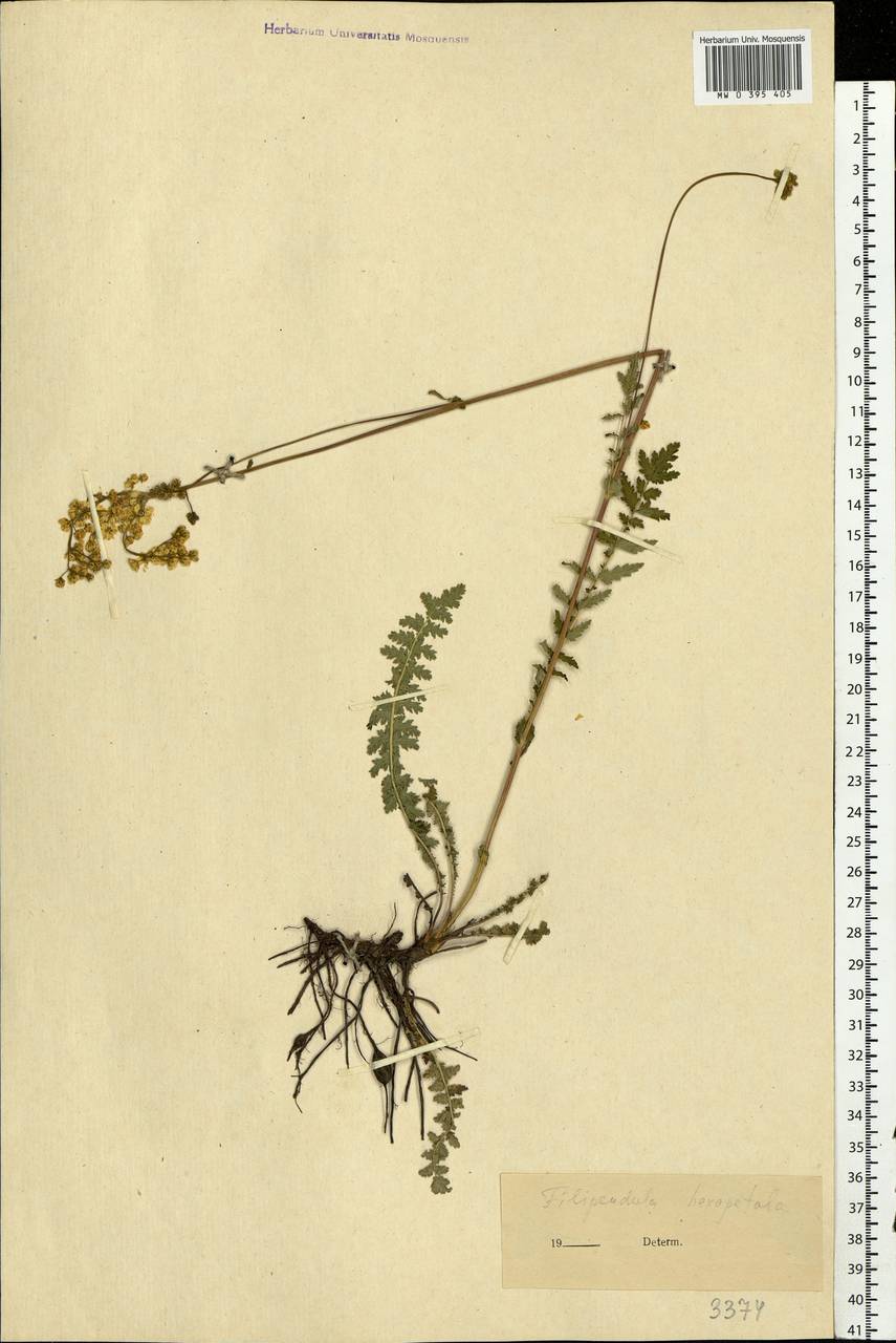 Filipendula vulgaris Moench, Eastern Europe (no precise locality) (E0) (Not classified)
