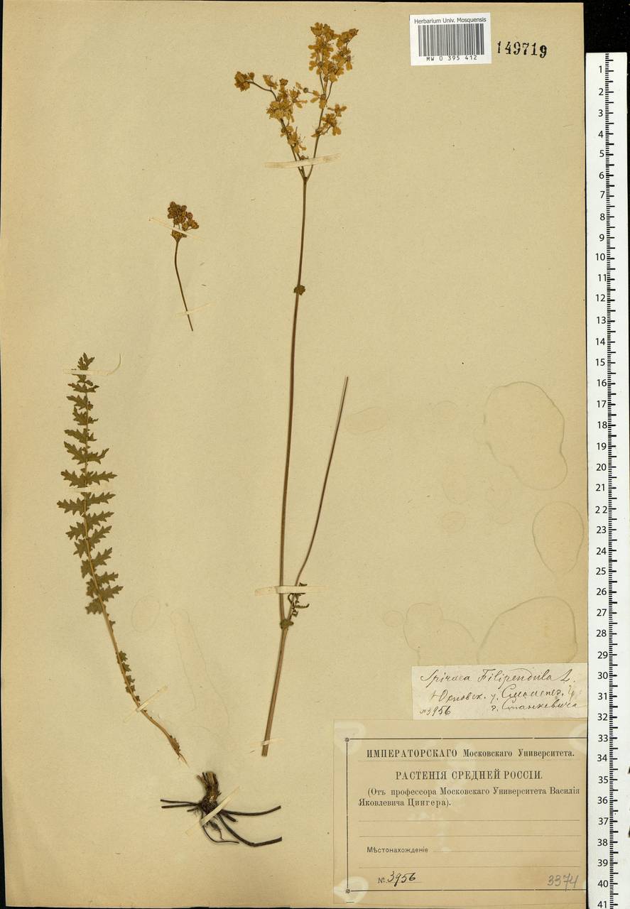 Filipendula vulgaris Moench, Eastern Europe, Central region (E4) (Russia)