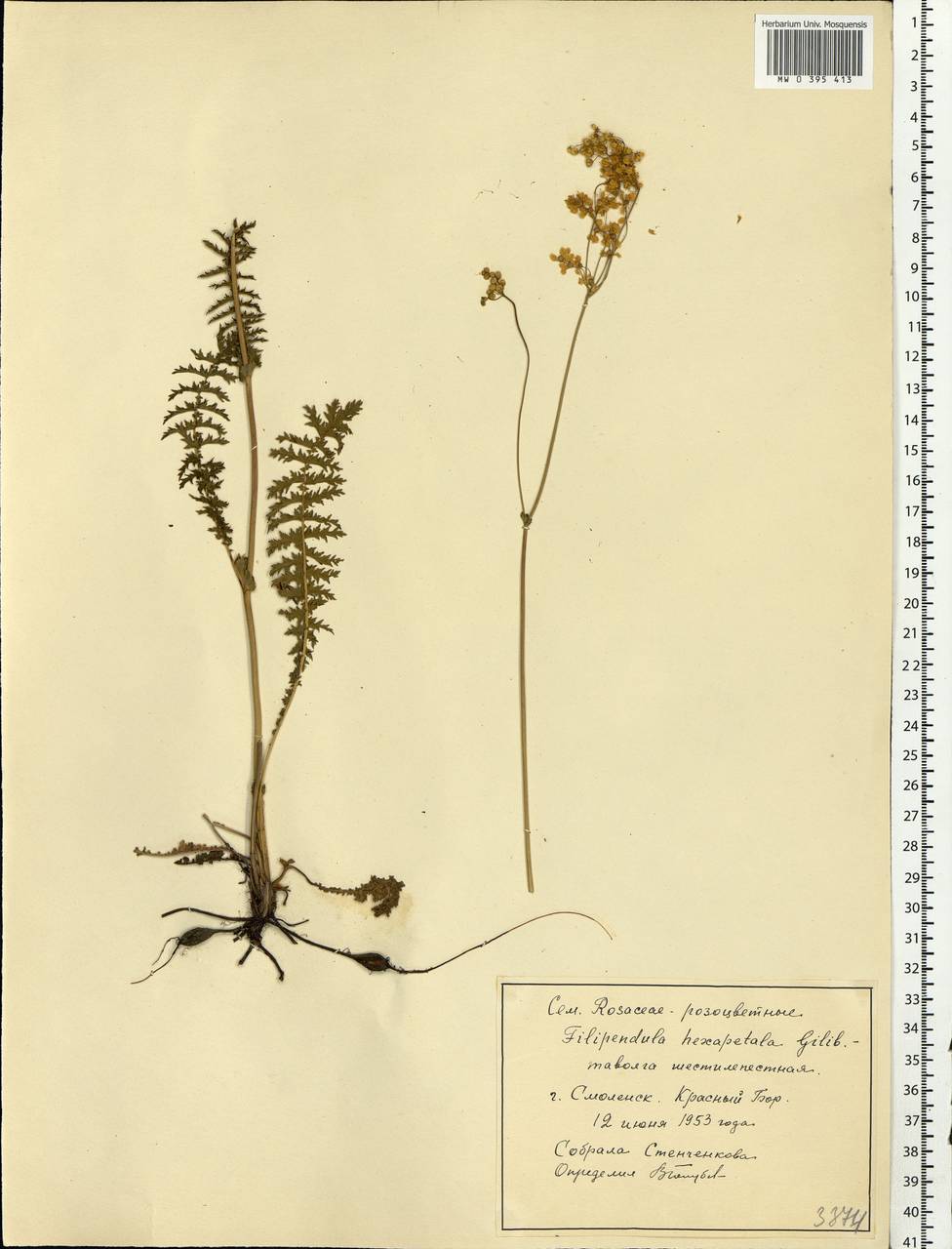 Filipendula vulgaris Moench, Eastern Europe, Western region (E3) (Russia)