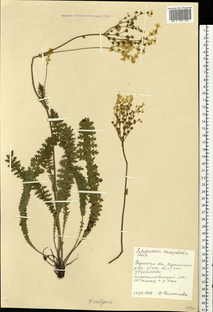 Filipendula vulgaris Moench, Eastern Europe, Central region (E4) (Russia)