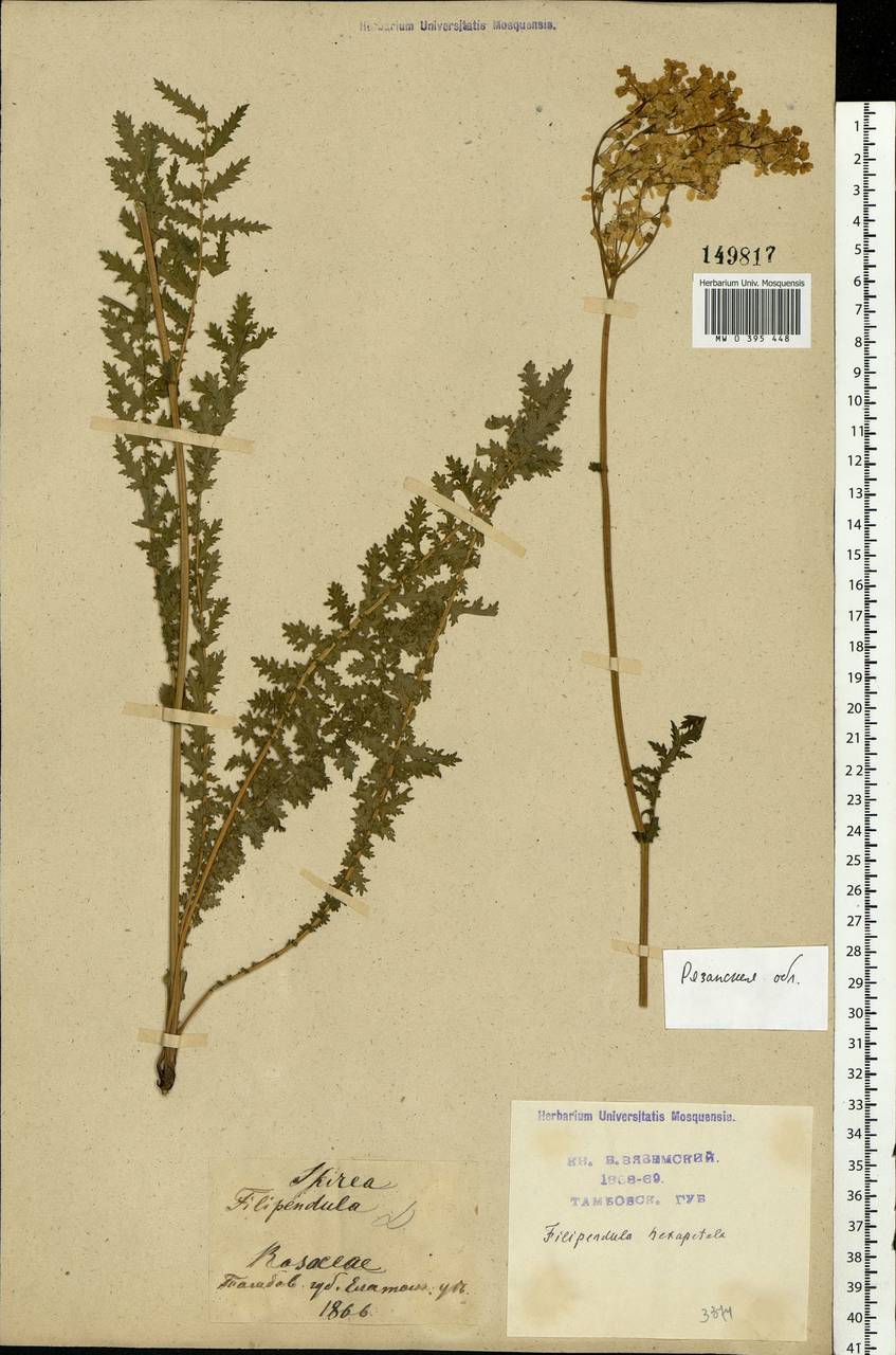 Filipendula vulgaris Moench, Eastern Europe, Central region (E4) (Russia)