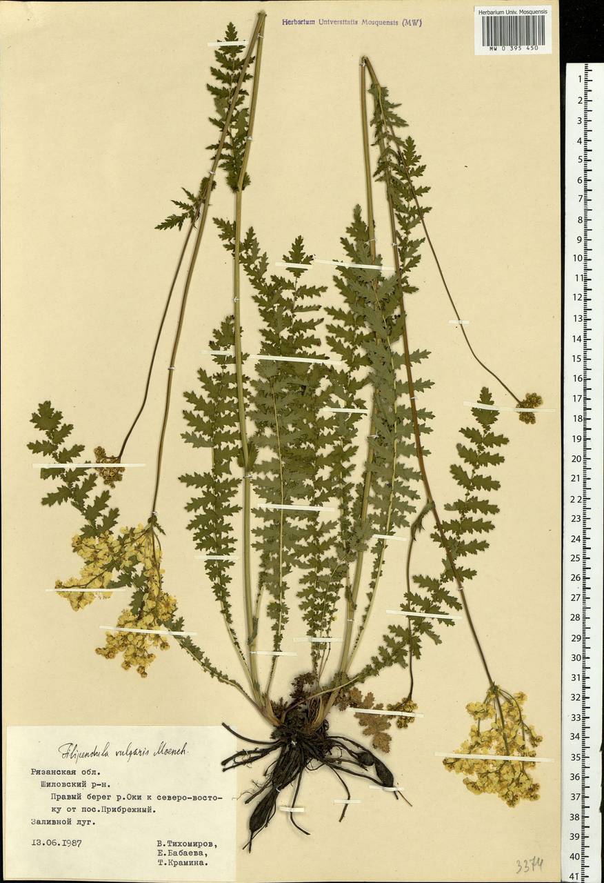 Filipendula vulgaris Moench, Eastern Europe, Central region (E4) (Russia)