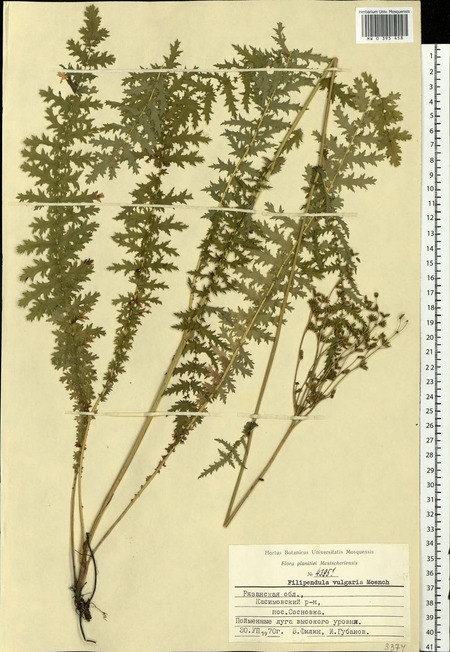 Filipendula vulgaris Moench, Eastern Europe, Central region (E4) (Russia)