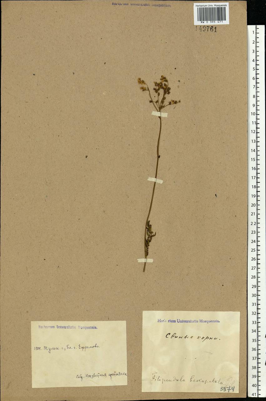 Filipendula vulgaris Moench, Eastern Europe, Central region (E4) (Russia)