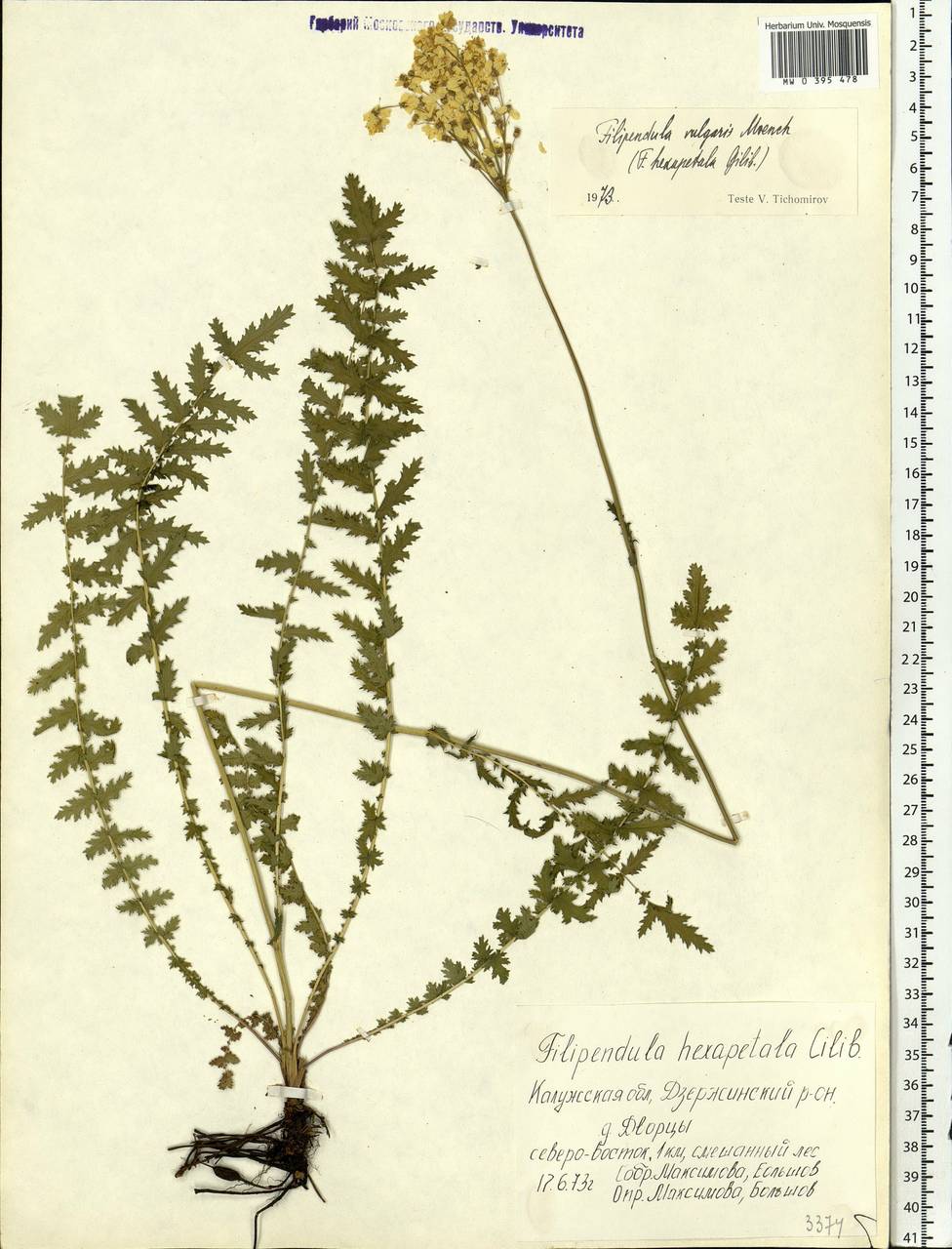 Filipendula vulgaris Moench, Eastern Europe, Central region (E4) (Russia)