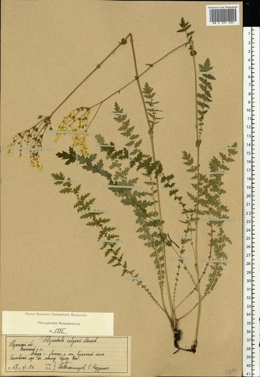 Filipendula vulgaris Moench, Eastern Europe, Central region (E4) (Russia)