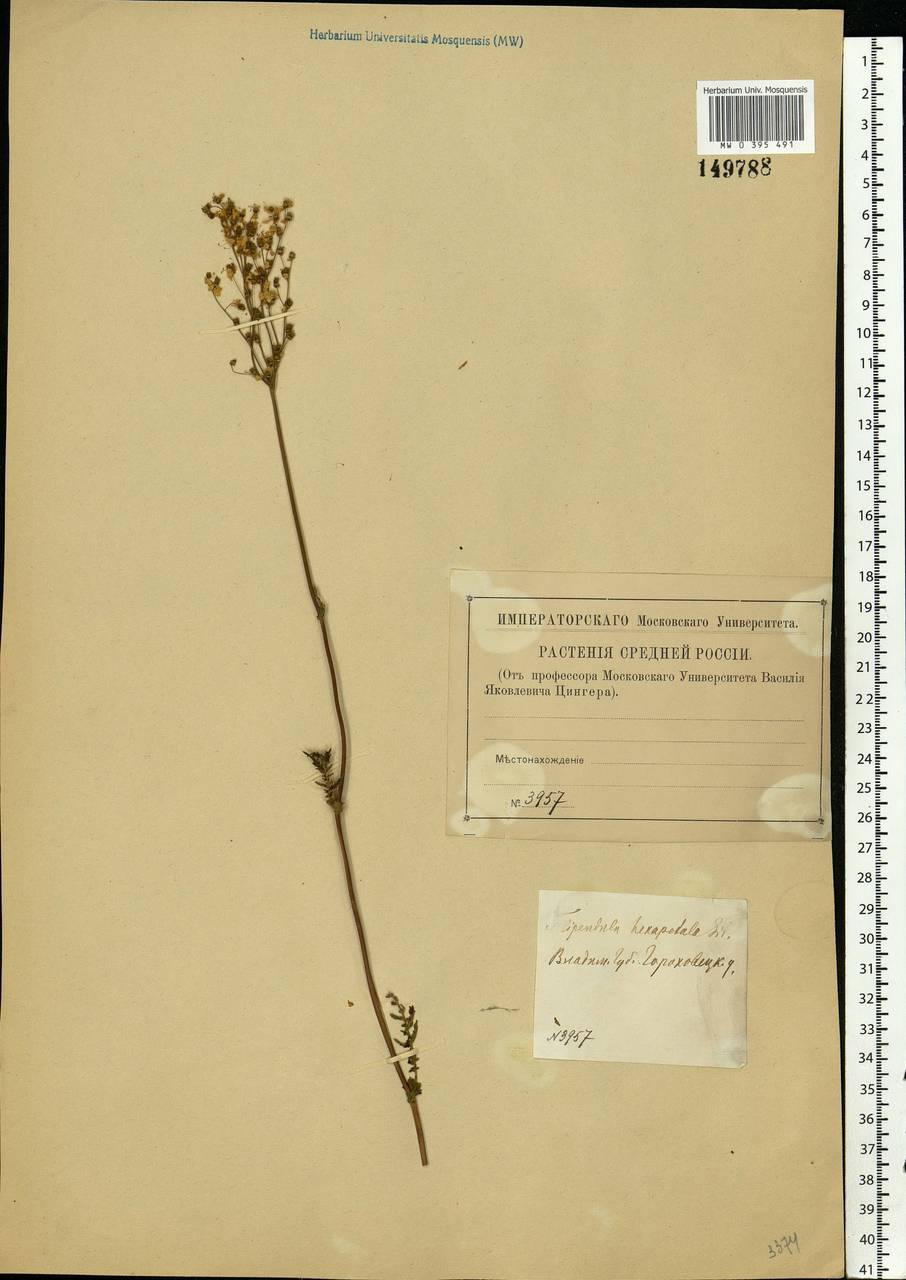 Filipendula vulgaris Moench, Eastern Europe, Central region (E4) (Russia)