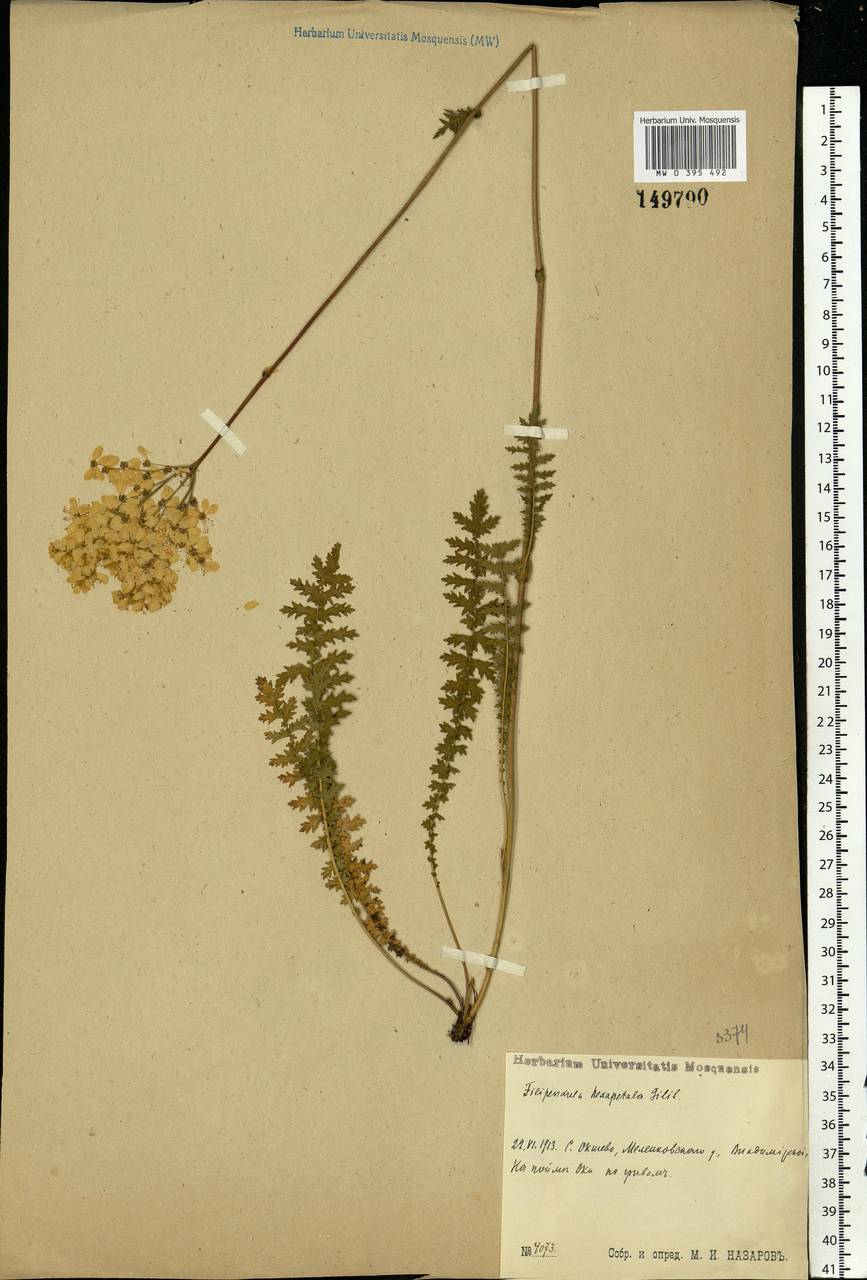 Filipendula vulgaris Moench, Eastern Europe, Central region (E4) (Russia)