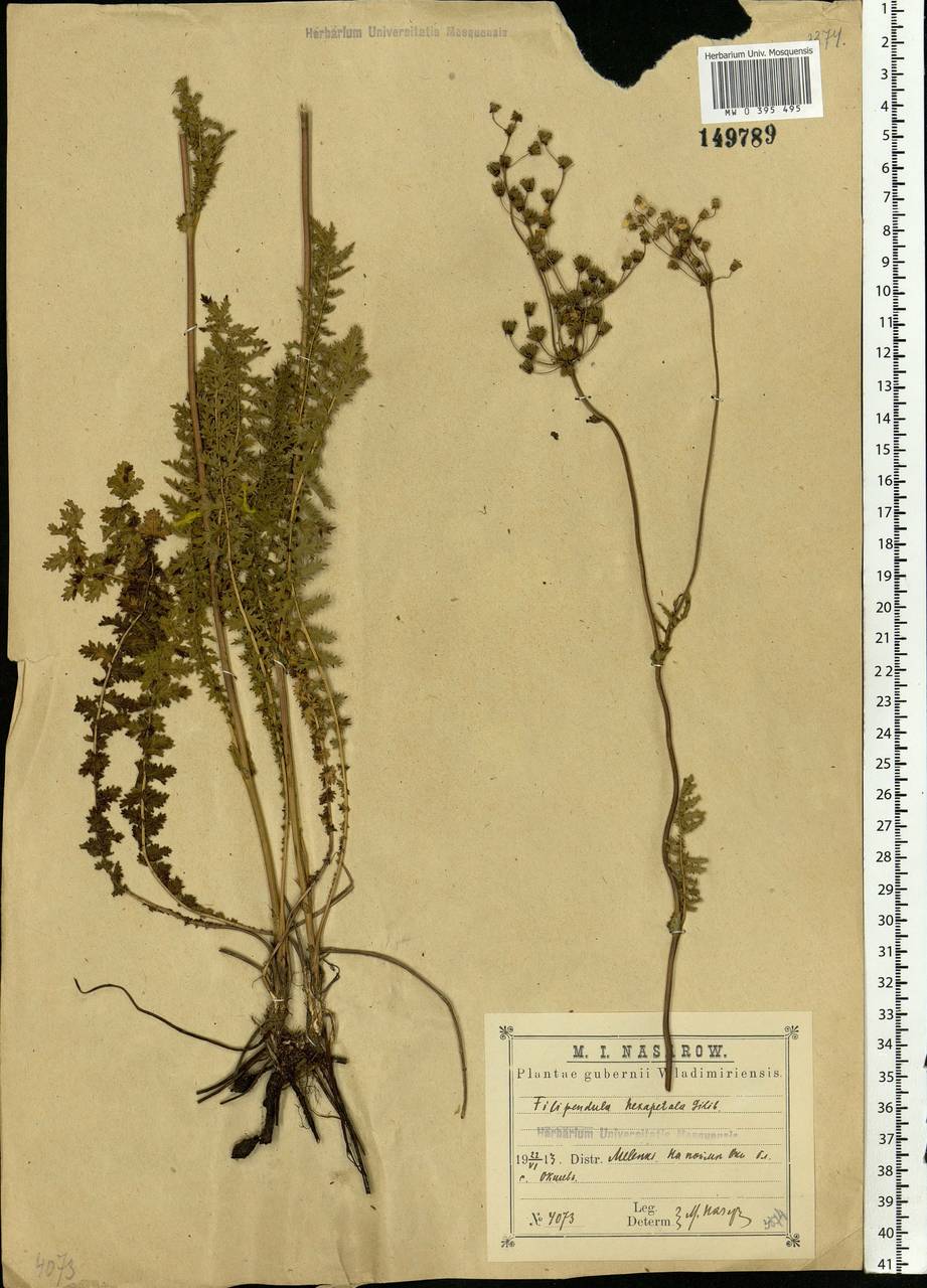 Filipendula vulgaris Moench, Eastern Europe, Central region (E4) (Russia)
