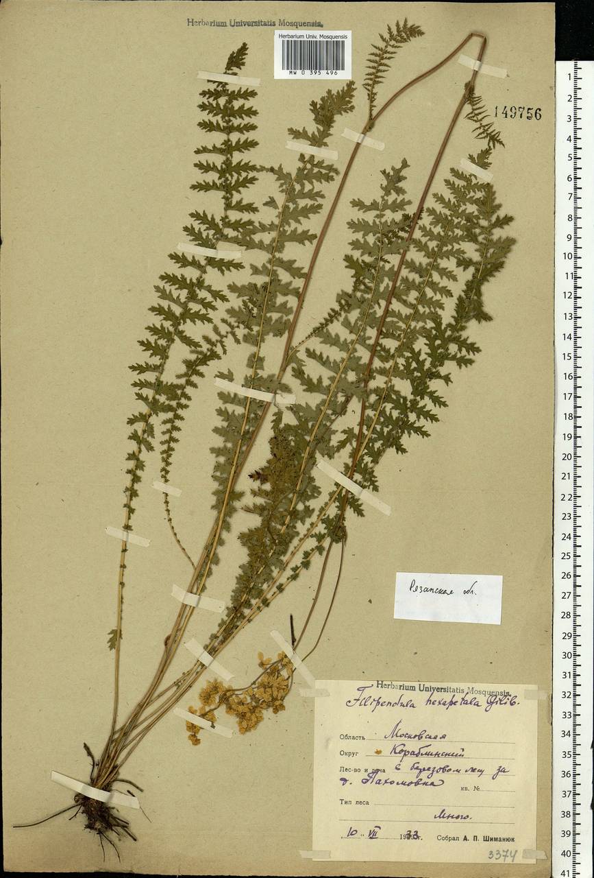 Filipendula vulgaris Moench, Eastern Europe, Central region (E4) (Russia)