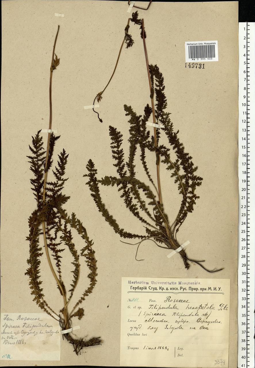 Filipendula vulgaris Moench, Eastern Europe, Moscow region (E4a) (Russia)