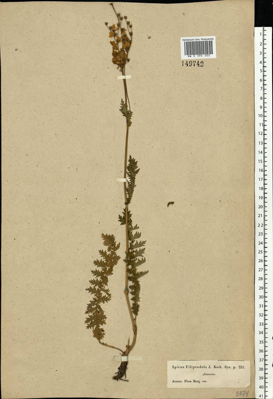 Filipendula vulgaris Moench, Eastern Europe, Moscow region (E4a) (Russia)