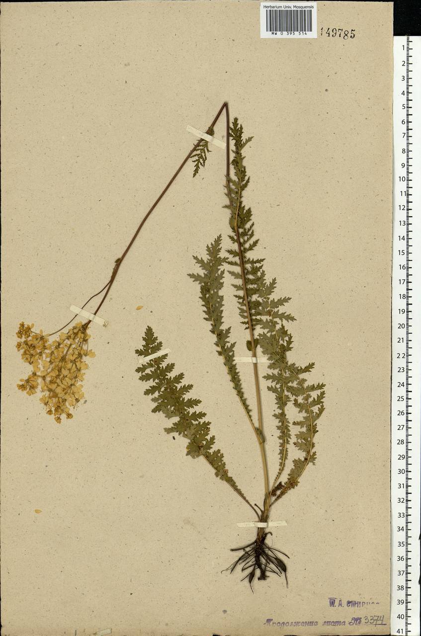 Filipendula vulgaris Moench, Eastern Europe, Moscow region (E4a) (Russia)