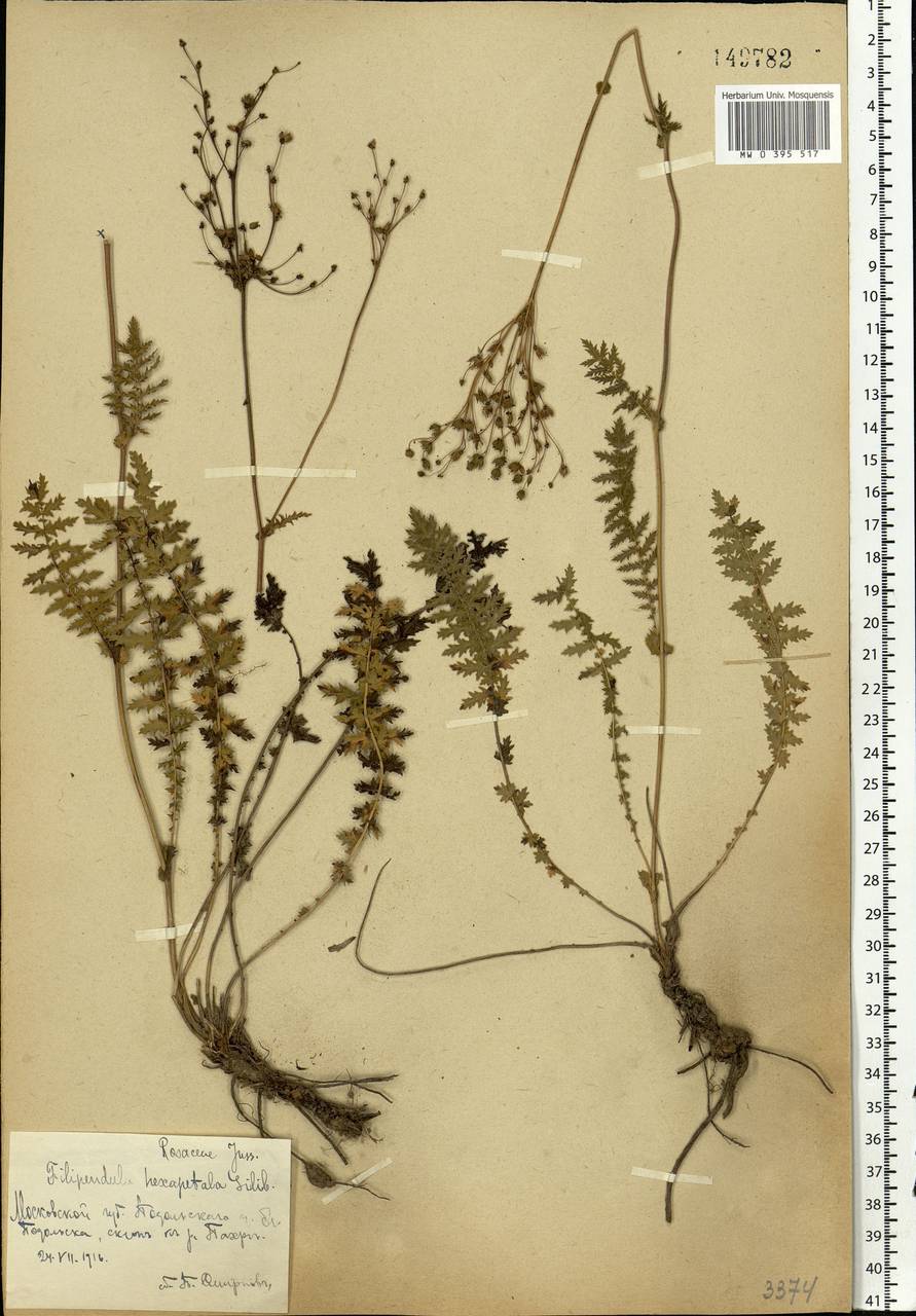 Filipendula vulgaris Moench, Eastern Europe, Moscow region (E4a) (Russia)
