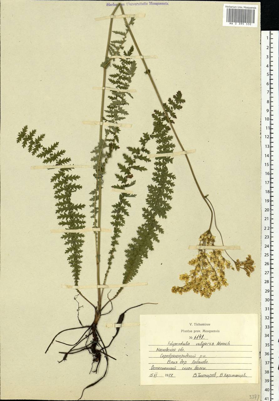 Filipendula vulgaris Moench, Eastern Europe, Moscow region (E4a) (Russia)