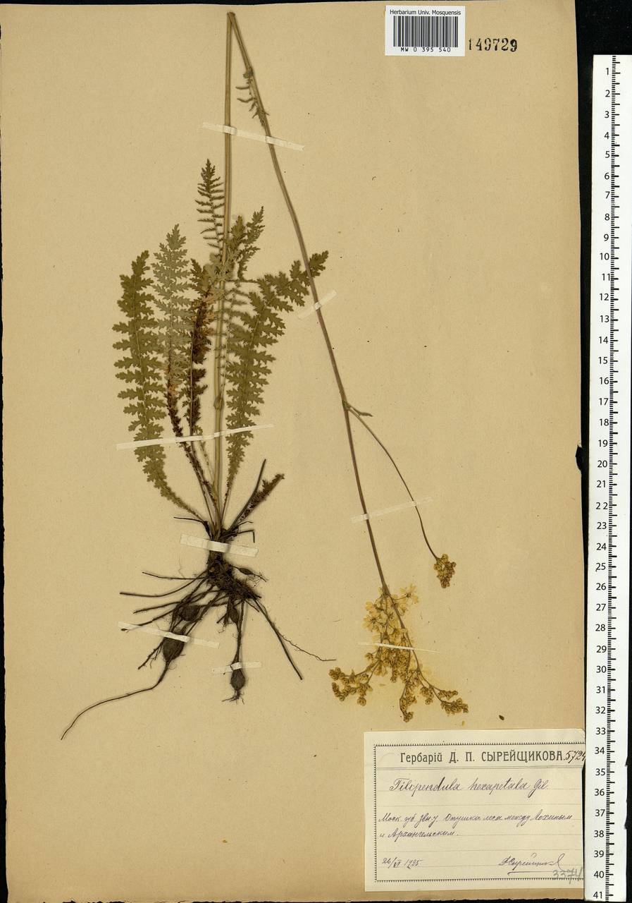 Filipendula vulgaris Moench, Eastern Europe, Moscow region (E4a) (Russia)