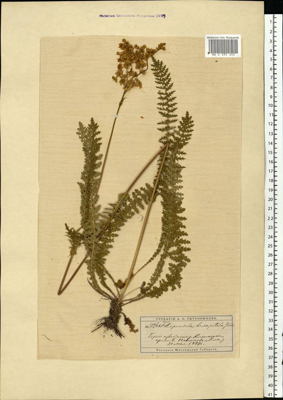 Filipendula vulgaris Moench, Eastern Europe, Moscow region (E4a) (Russia)