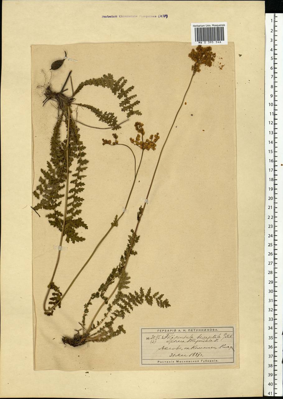 Filipendula vulgaris Moench, Eastern Europe, Moscow region (E4a) (Russia)