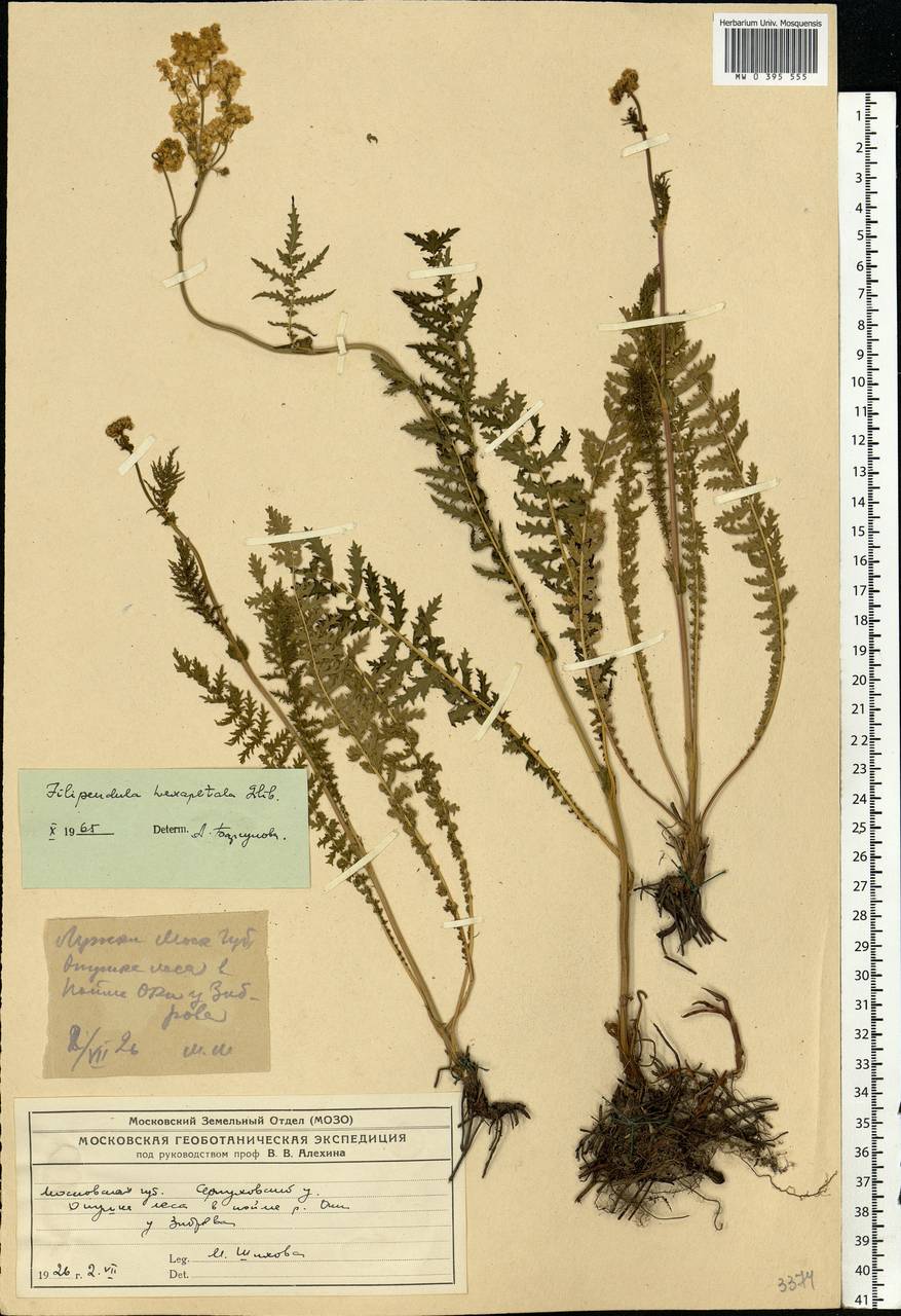 Filipendula vulgaris Moench, Eastern Europe, Moscow region (E4a) (Russia)