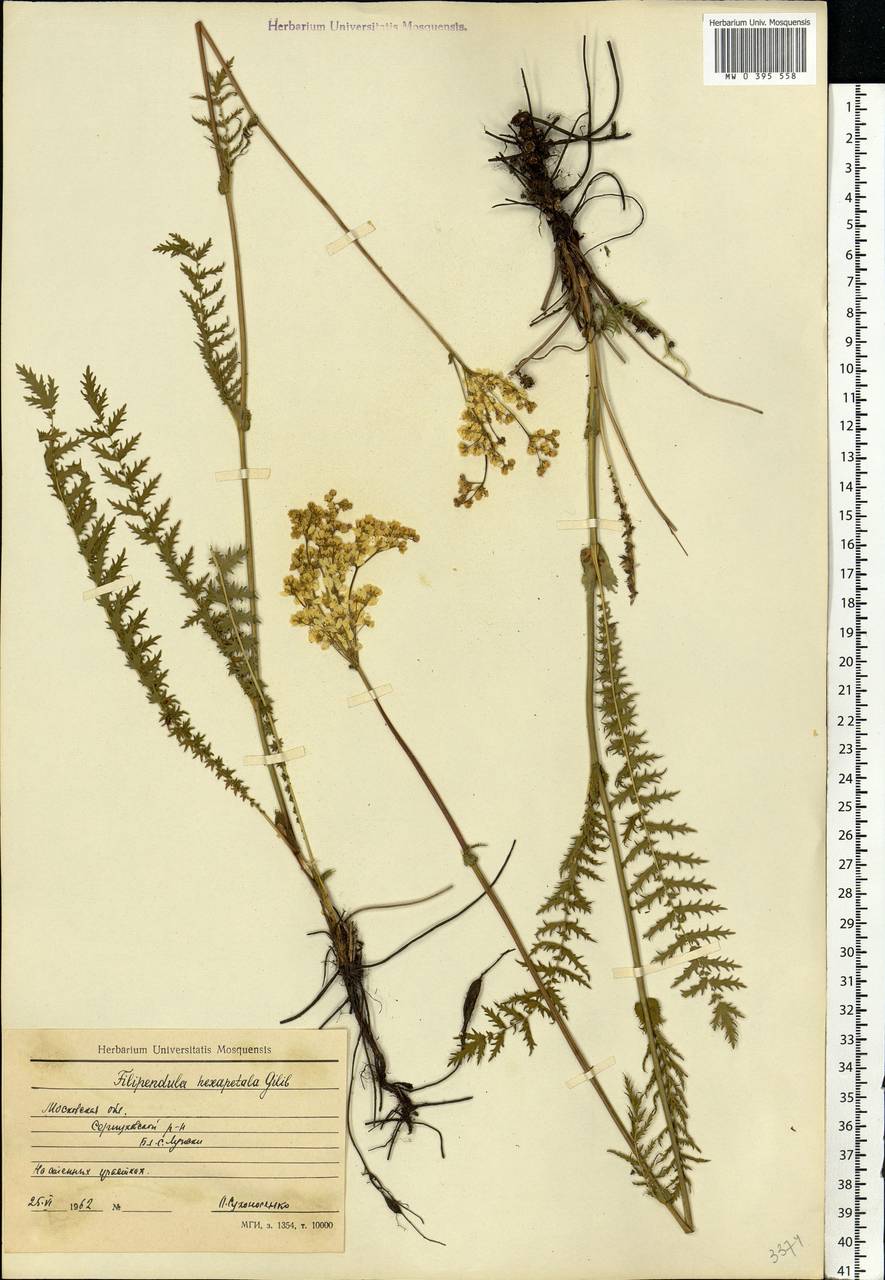 Filipendula vulgaris Moench, Eastern Europe, Moscow region (E4a) (Russia)