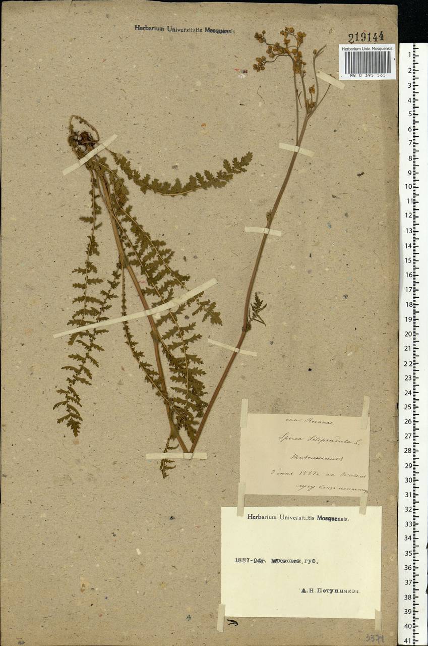 Filipendula vulgaris Moench, Eastern Europe, Moscow region (E4a) (Russia)