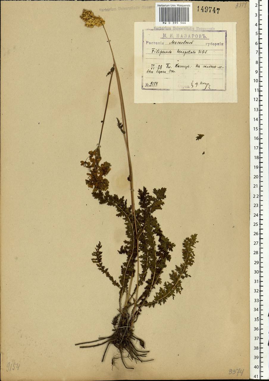 Filipendula vulgaris Moench, Eastern Europe, Moscow region (E4a) (Russia)