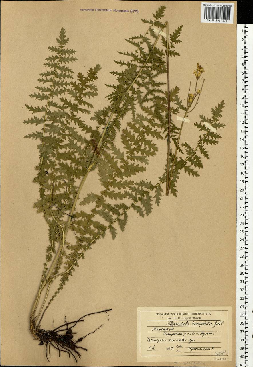 Filipendula vulgaris Moench, Eastern Europe, Moscow region (E4a) (Russia)