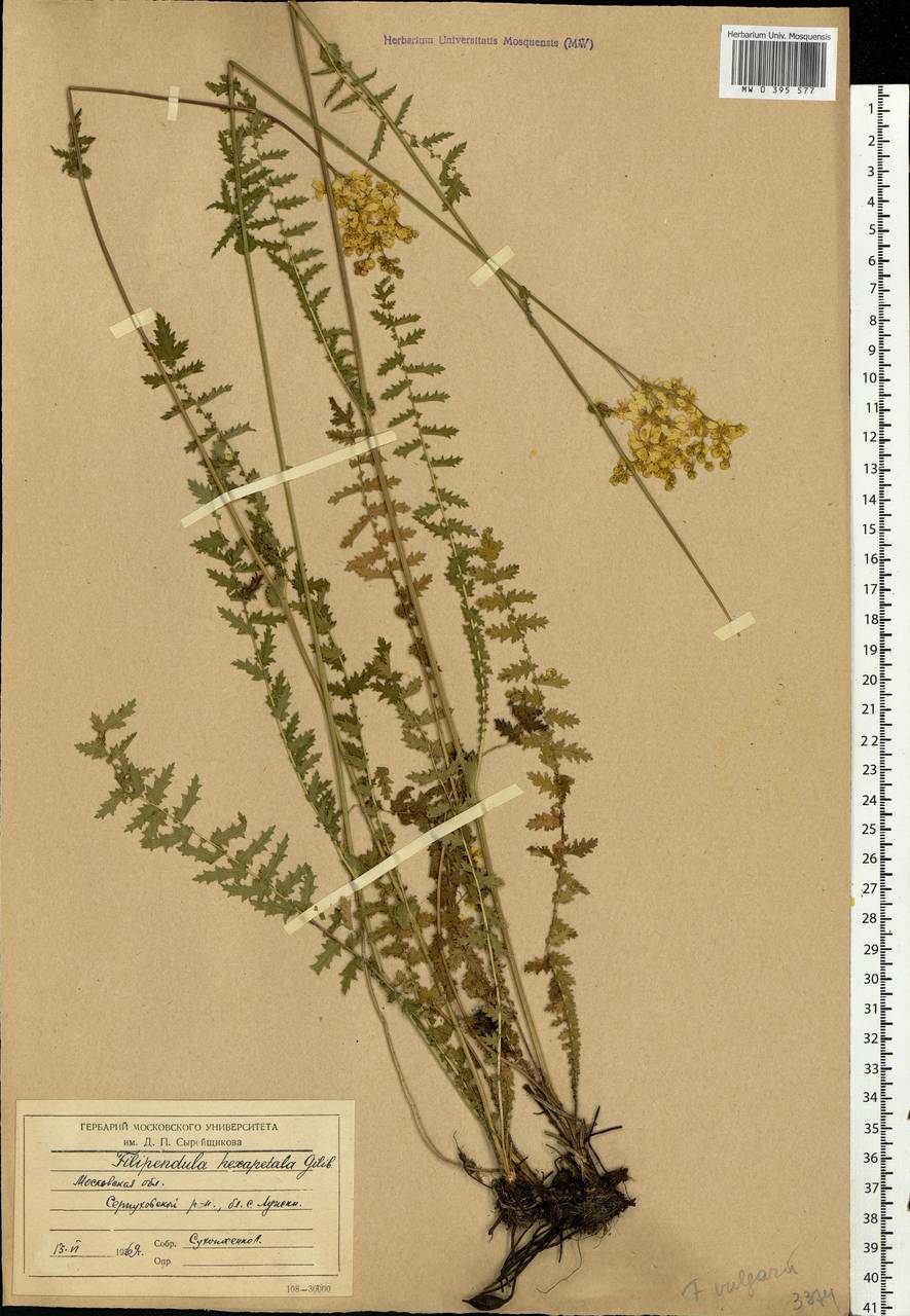 Filipendula vulgaris Moench, Eastern Europe, Moscow region (E4a) (Russia)