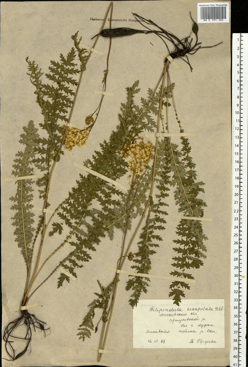 Filipendula vulgaris Moench, Eastern Europe, Moscow region (E4a) (Russia)