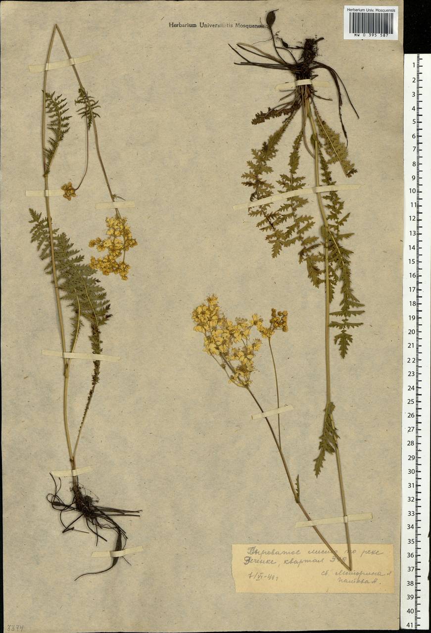 Filipendula vulgaris Moench, Eastern Europe, Moscow region (E4a) (Russia)