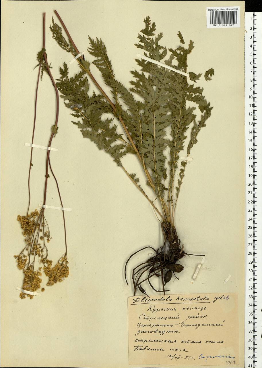 Filipendula vulgaris Moench, Eastern Europe, Central forest-and-steppe region (E6) (Russia)