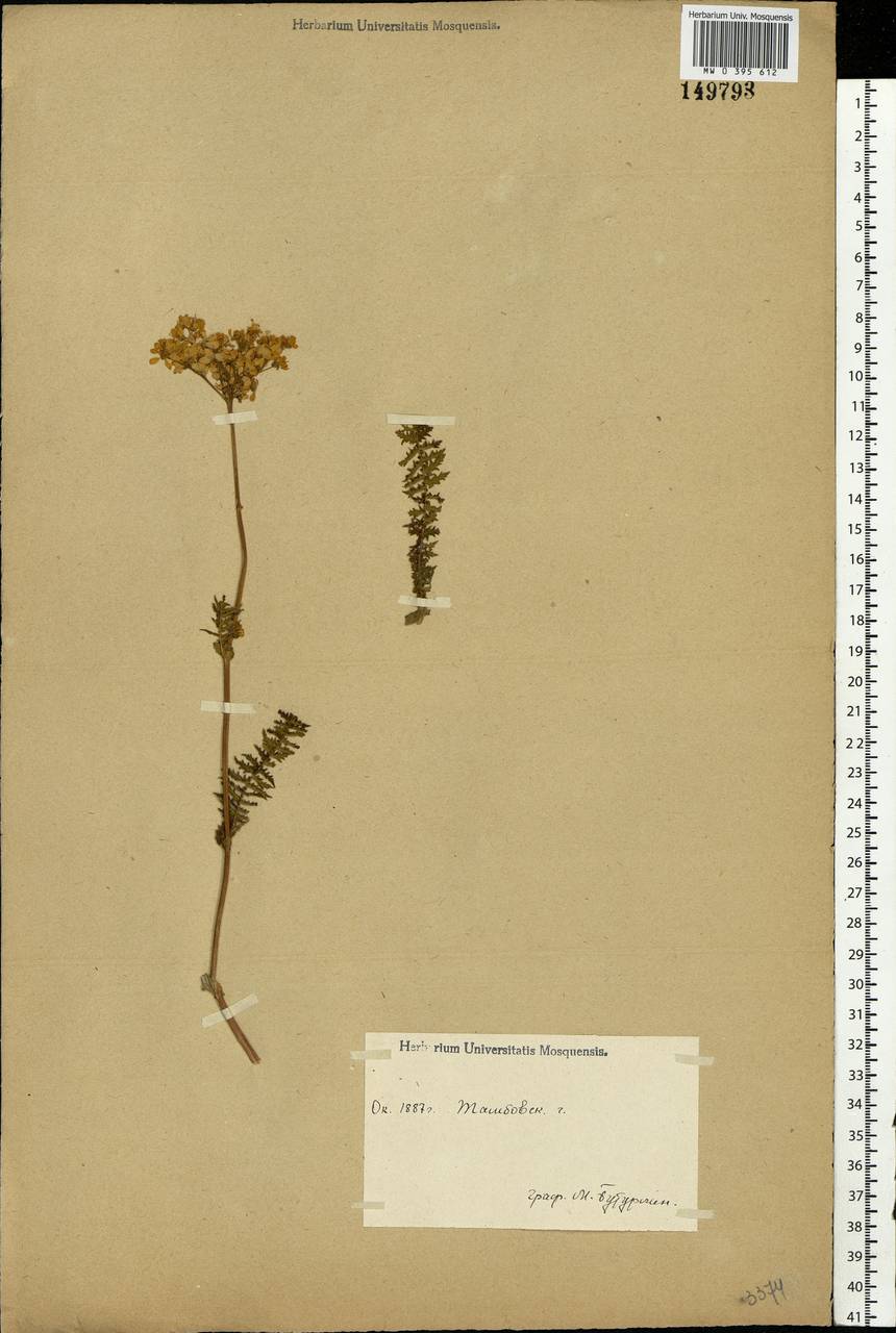 Filipendula vulgaris Moench, Eastern Europe, Central forest-and-steppe region (E6) (Russia)