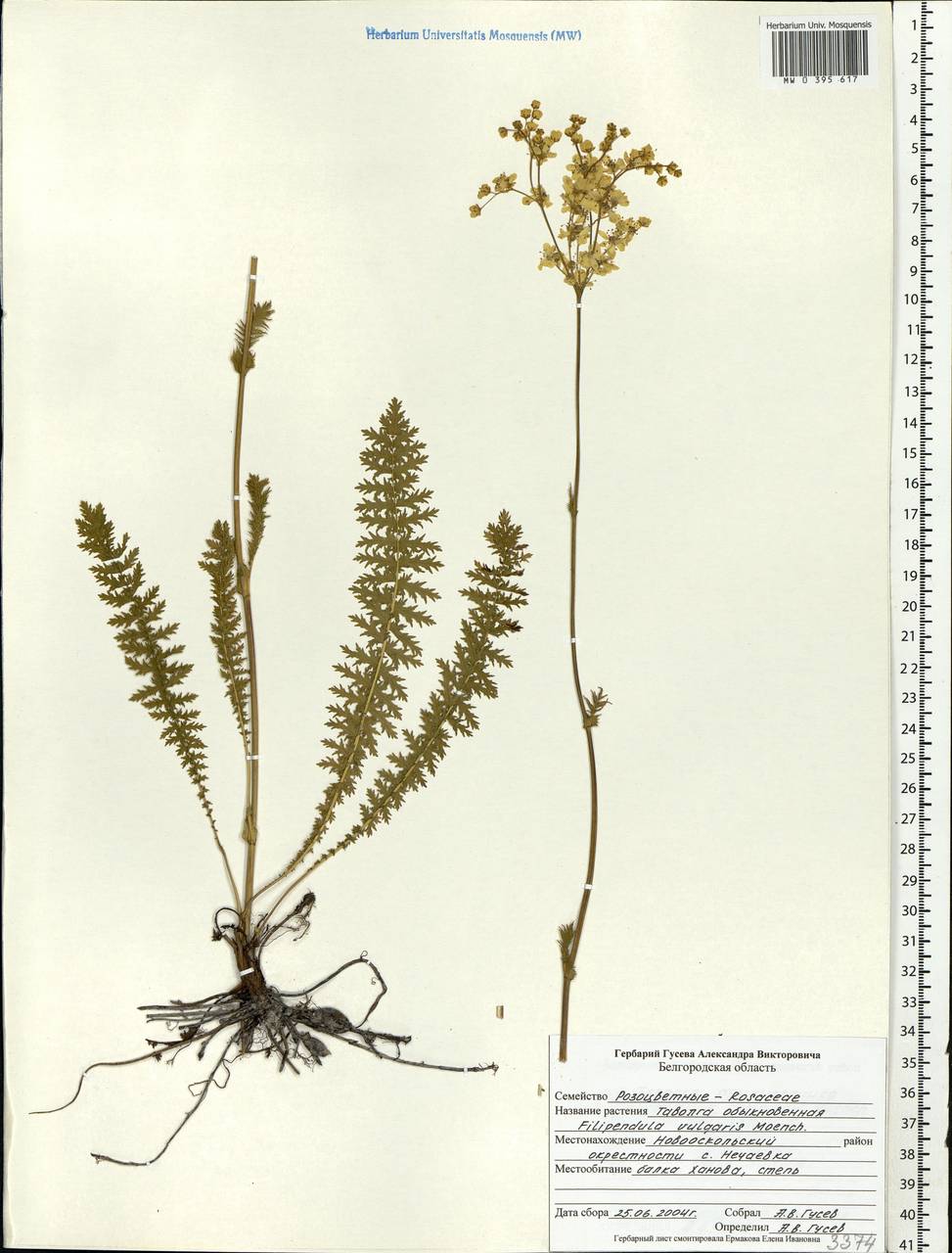 Filipendula vulgaris Moench, Eastern Europe, Central forest-and-steppe region (E6) (Russia)