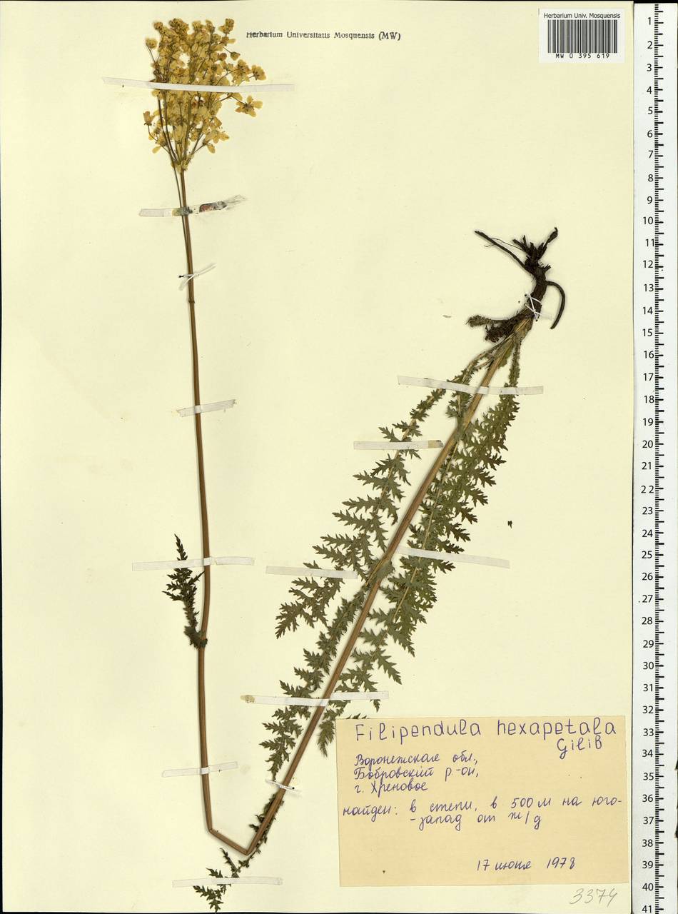 Filipendula vulgaris Moench, Eastern Europe, Central forest-and-steppe region (E6) (Russia)