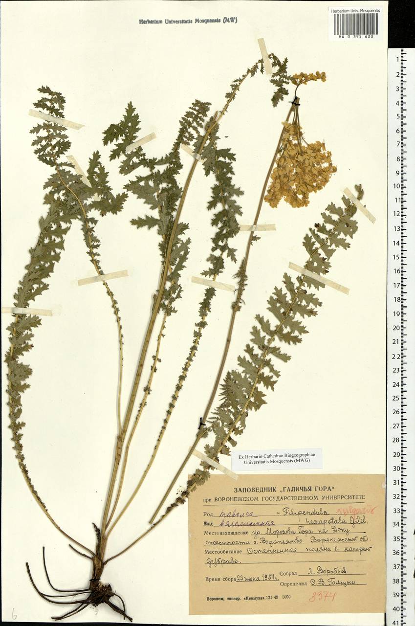 Filipendula vulgaris Moench, Eastern Europe, Central forest-and-steppe region (E6) (Russia)