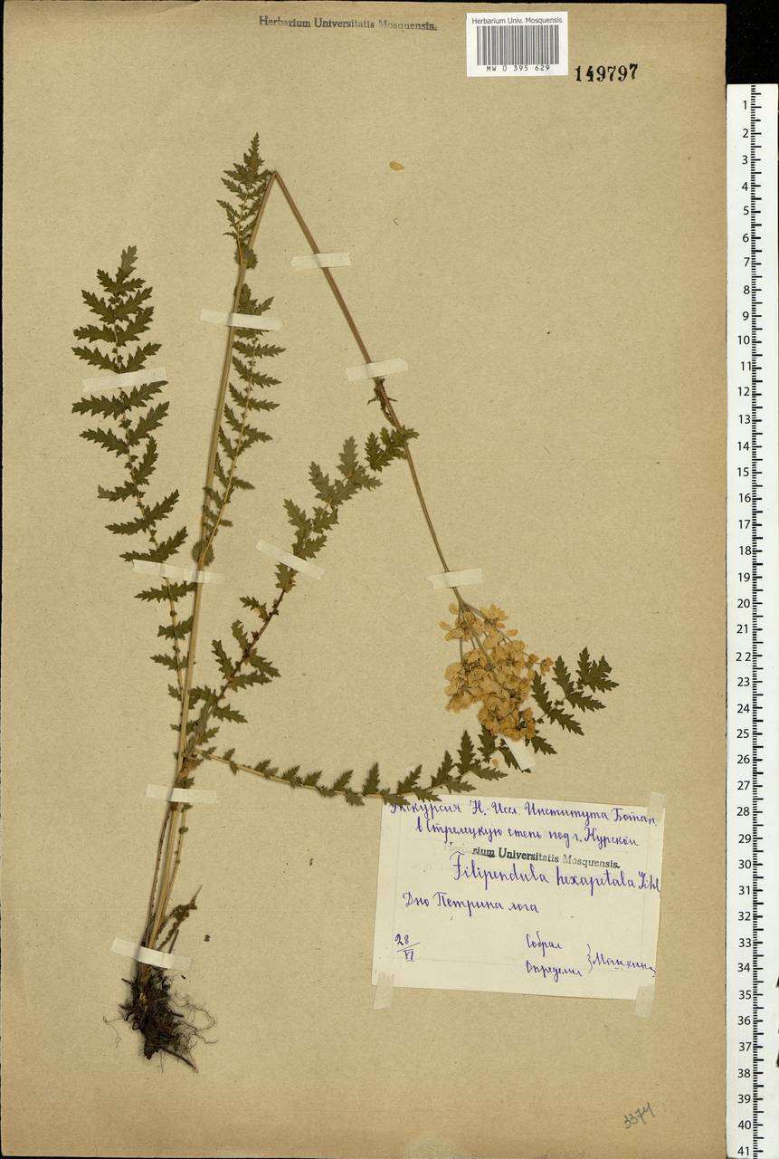 Filipendula vulgaris Moench, Eastern Europe, Central forest-and-steppe region (E6) (Russia)
