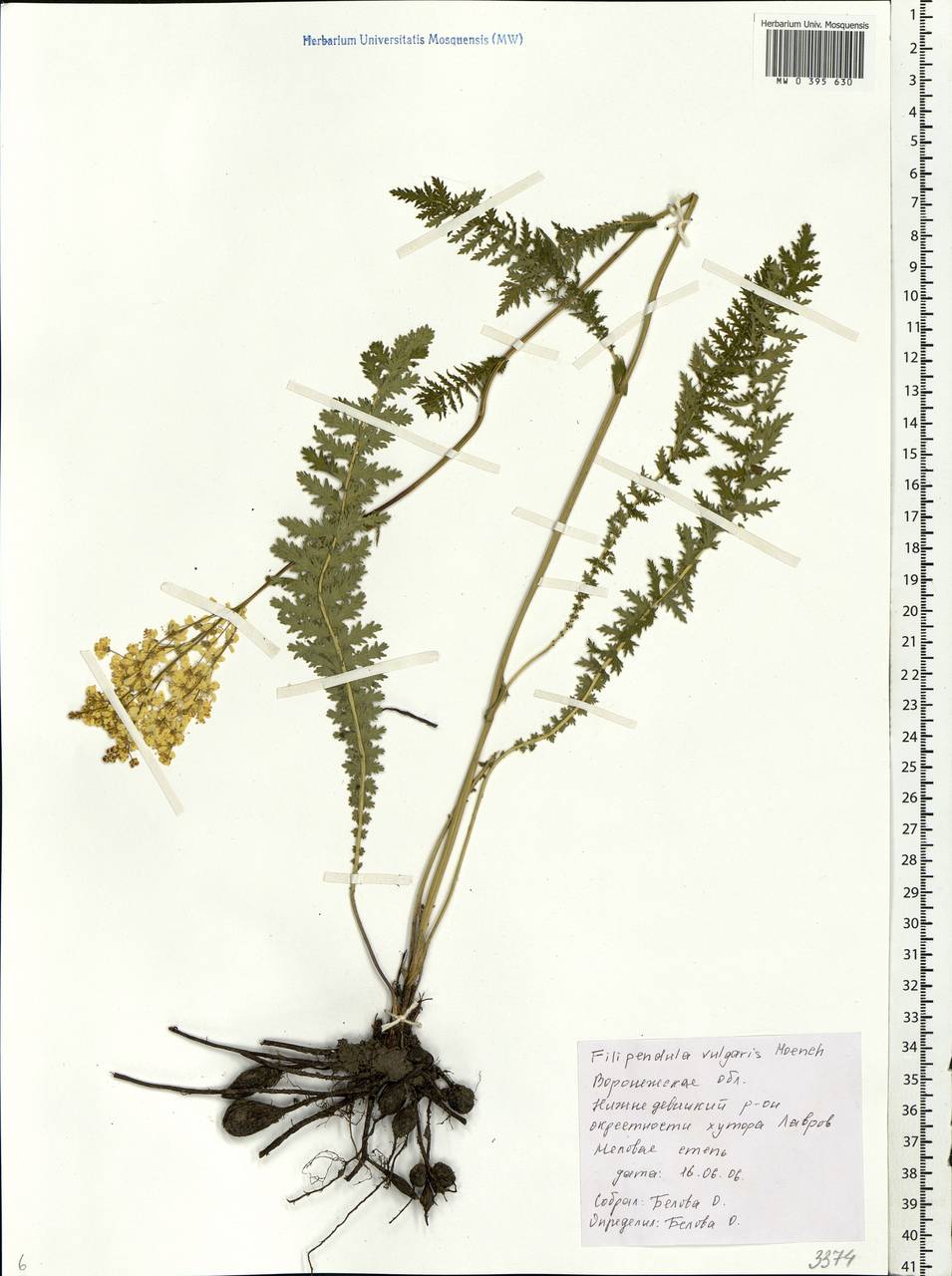 Filipendula vulgaris Moench, Eastern Europe, Central forest-and-steppe region (E6) (Russia)