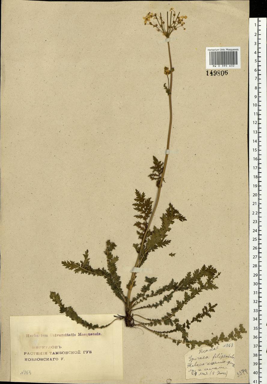 Filipendula vulgaris Moench, Eastern Europe, Central forest-and-steppe region (E6) (Russia)