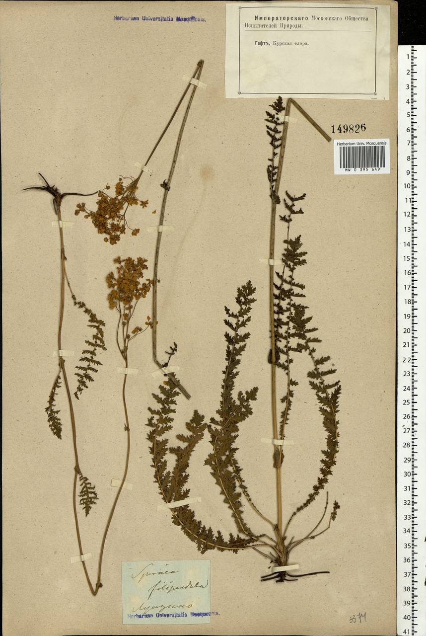 Filipendula vulgaris Moench, Eastern Europe, Central forest-and-steppe region (E6) (Russia)