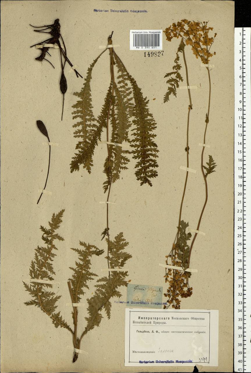 Filipendula vulgaris Moench, Eastern Europe, Central forest-and-steppe region (E6) (Russia)