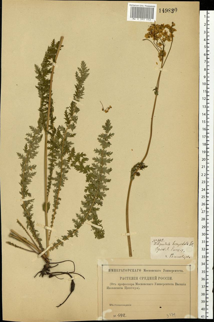 Filipendula vulgaris Moench, Eastern Europe, Central forest-and-steppe region (E6) (Russia)
