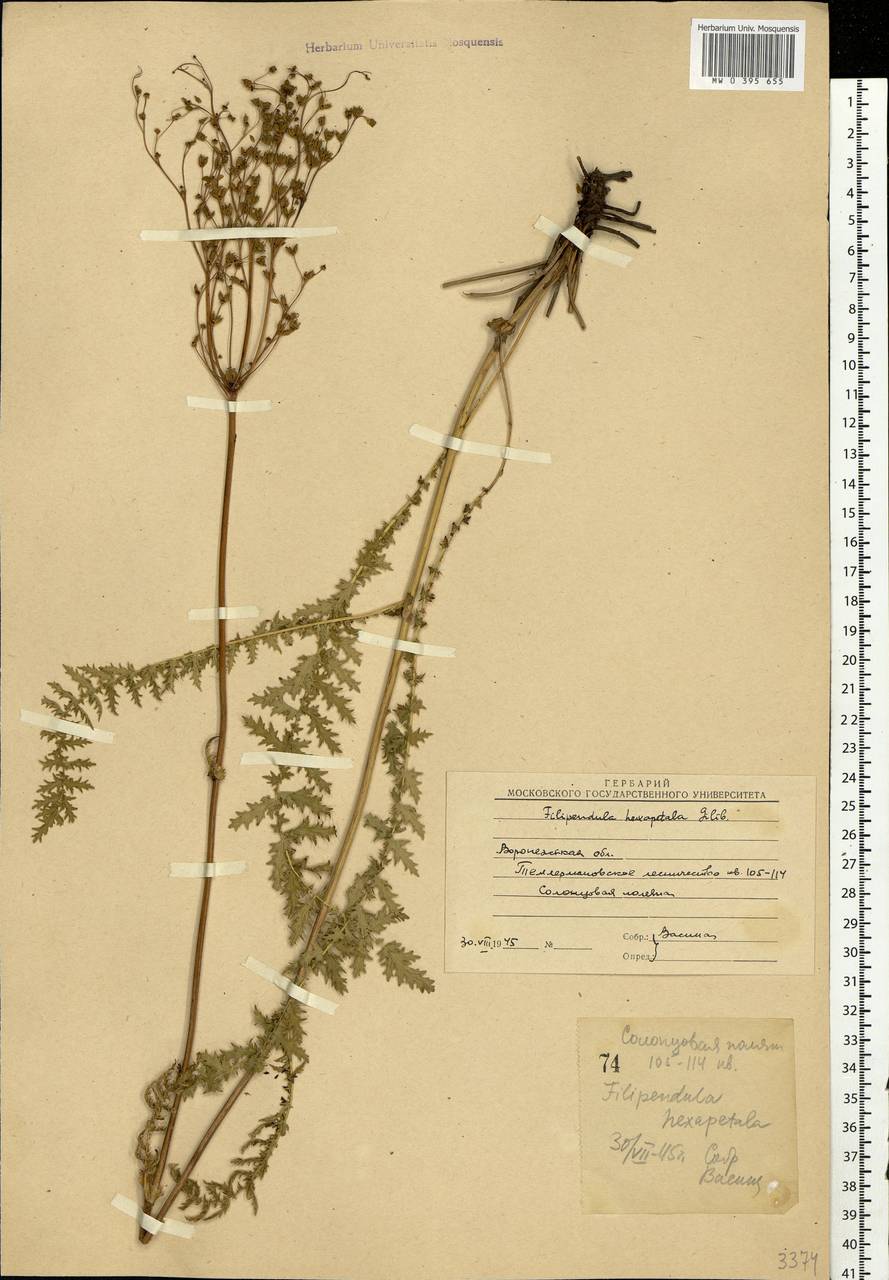 Filipendula vulgaris Moench, Eastern Europe, Central forest-and-steppe region (E6) (Russia)