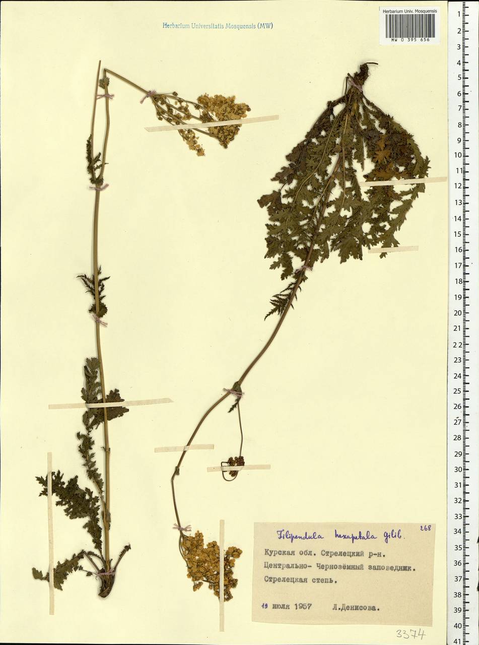 Filipendula vulgaris Moench, Eastern Europe, Central forest-and-steppe region (E6) (Russia)