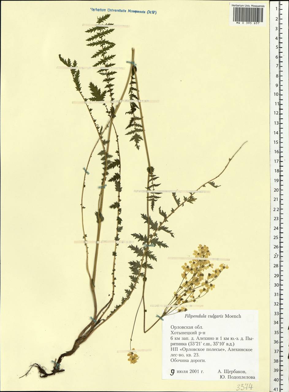Filipendula vulgaris Moench, Eastern Europe, Central forest-and-steppe region (E6) (Russia)