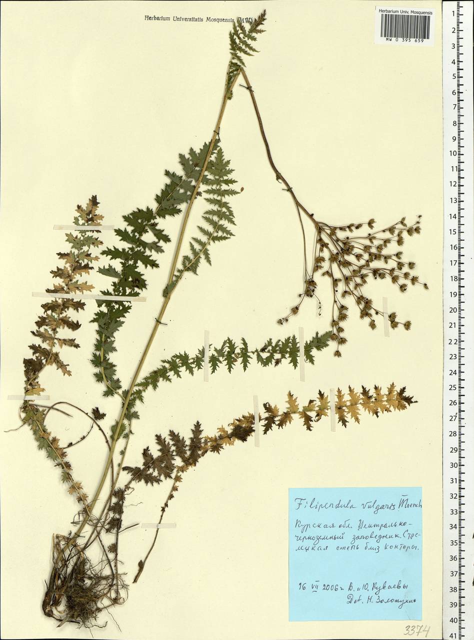 Filipendula vulgaris Moench, Eastern Europe, Central forest-and-steppe region (E6) (Russia)