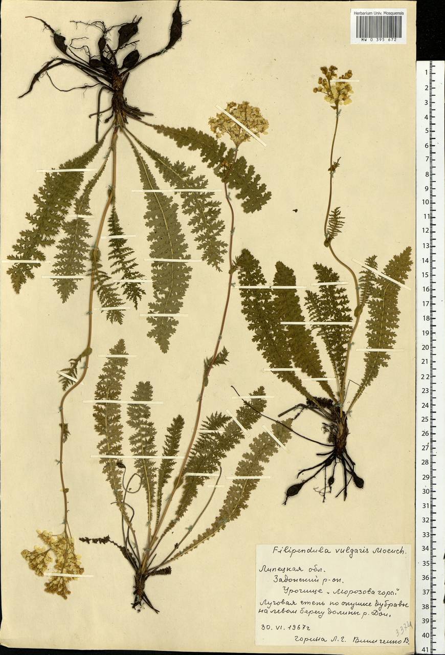 Filipendula vulgaris Moench, Eastern Europe, Central forest-and-steppe region (E6) (Russia)