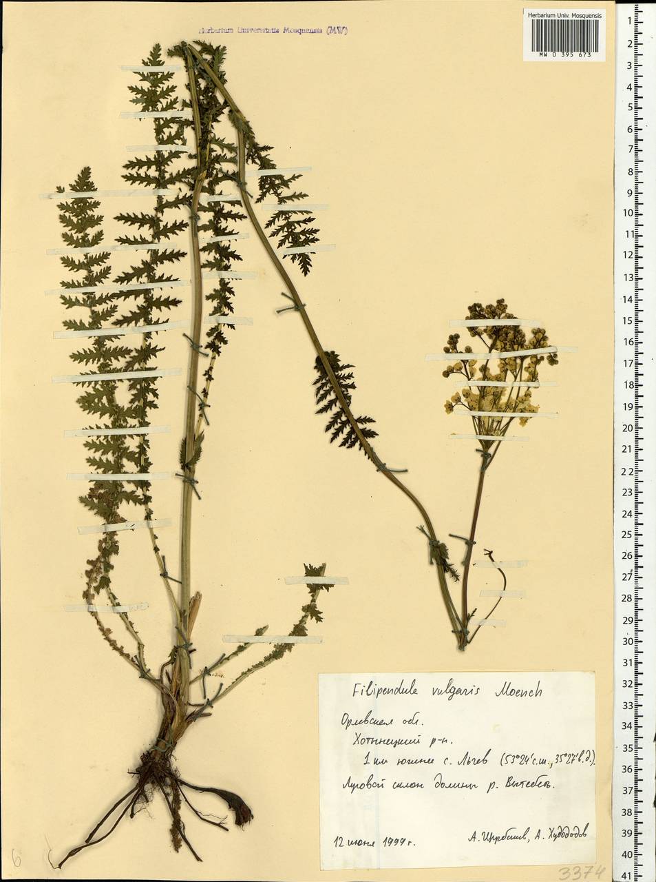Filipendula vulgaris Moench, Eastern Europe, Central forest-and-steppe region (E6) (Russia)