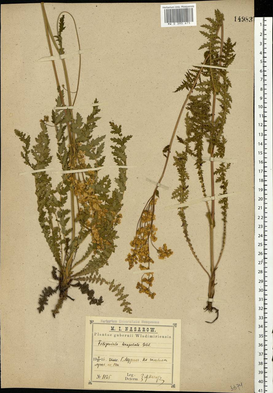 Filipendula vulgaris Moench, Eastern Europe, Central region (E4) (Russia)