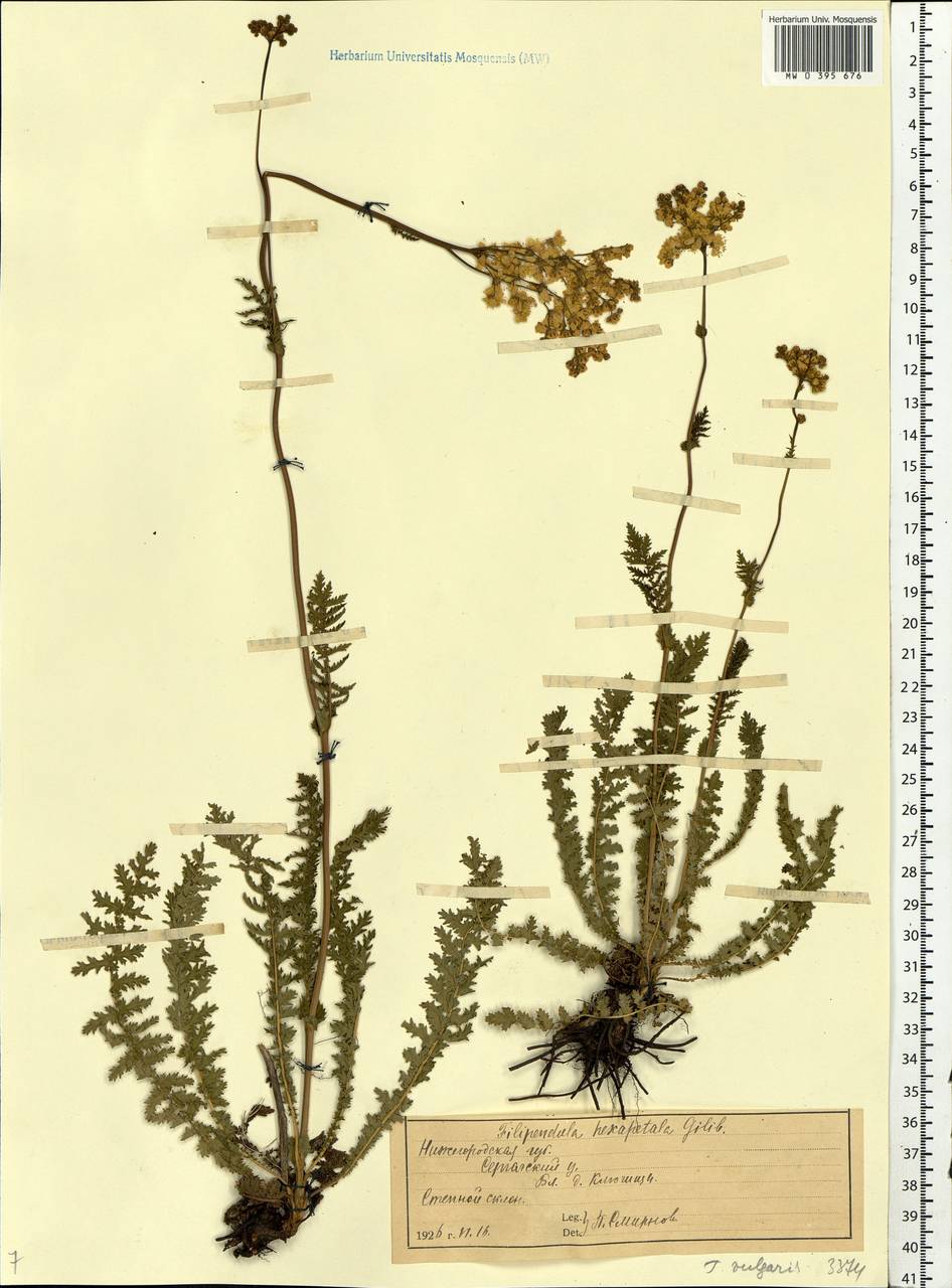 Filipendula vulgaris Moench, Eastern Europe, Volga-Kama region (E7) (Russia)